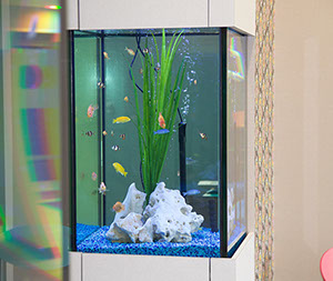 photo of our fish tank